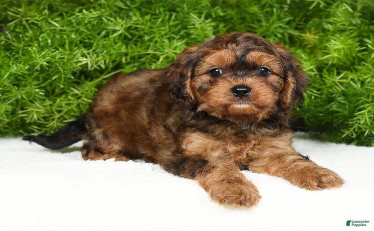 Cavapoo dogs for sale - Ad 2