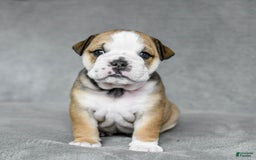 English Bulldog dogs for sale: Martha - Image 5