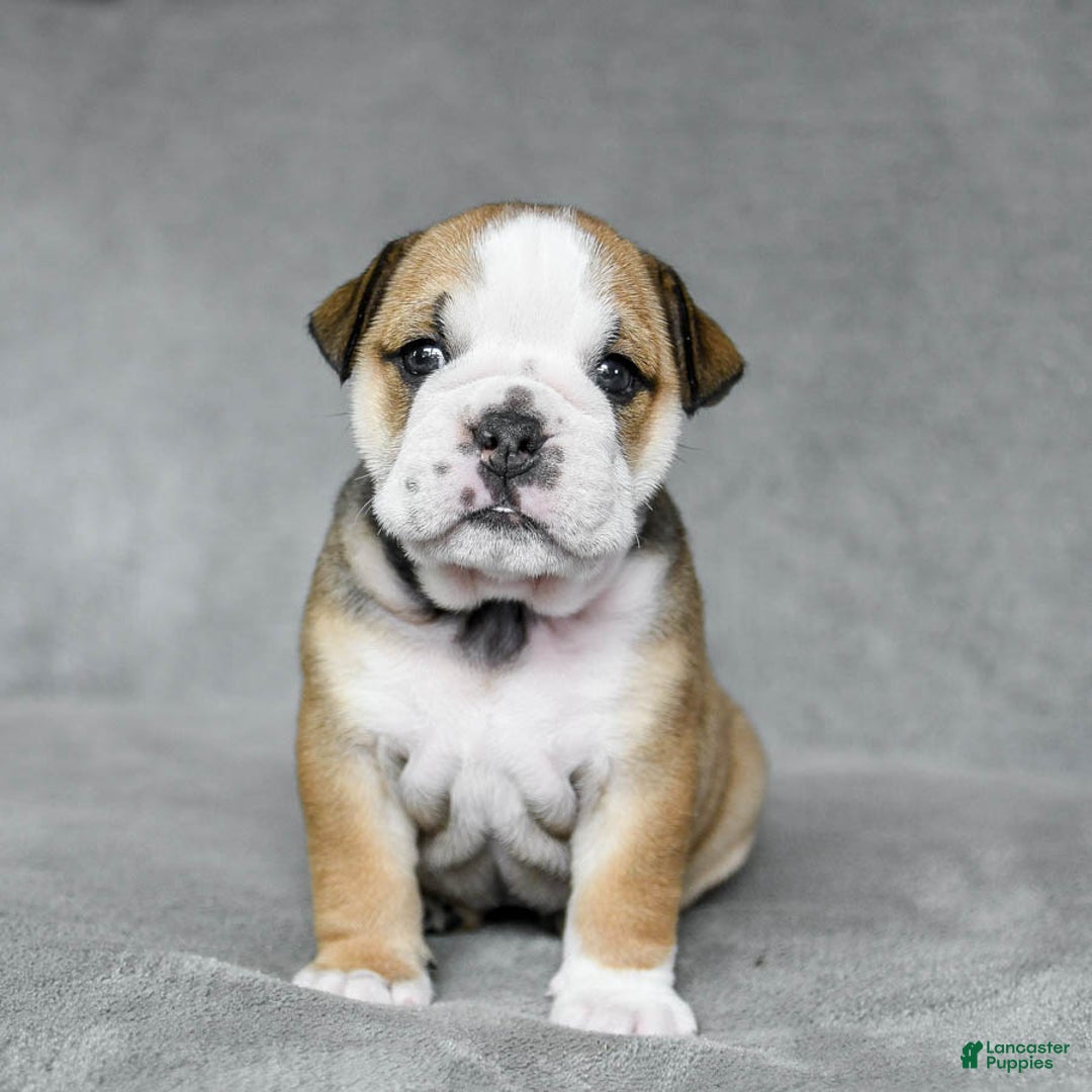 English Bulldog dogs for sale: Martha - Image 5
