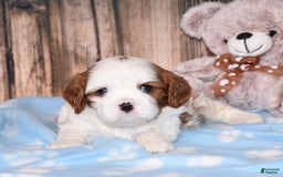Cavalier King Charles Spaniel dogs for sale: Felix - Image 3