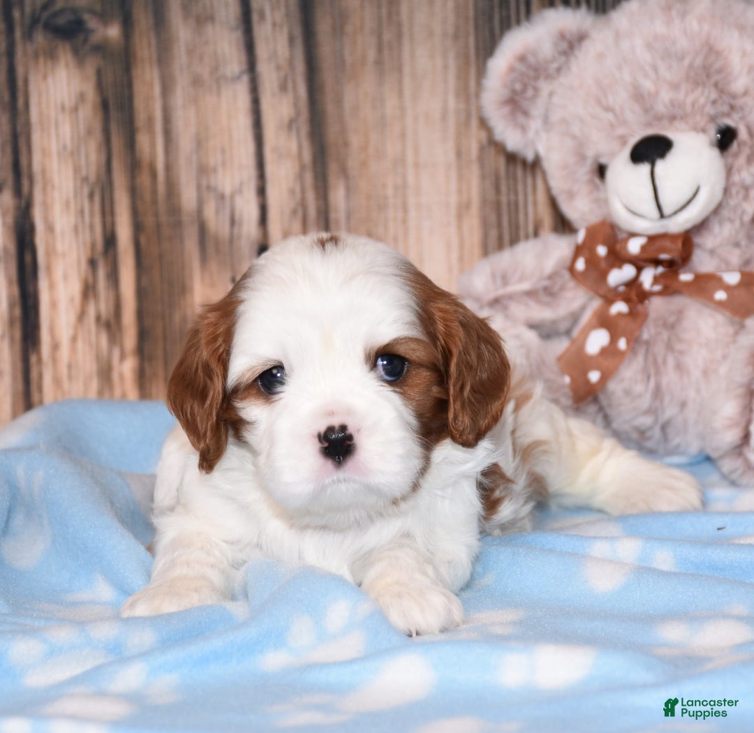 Cavalier King Charles Spaniel dogs for sale: Felix - Image 3