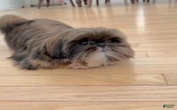 Shih Tzu dogs for sale: Marty - Image 9