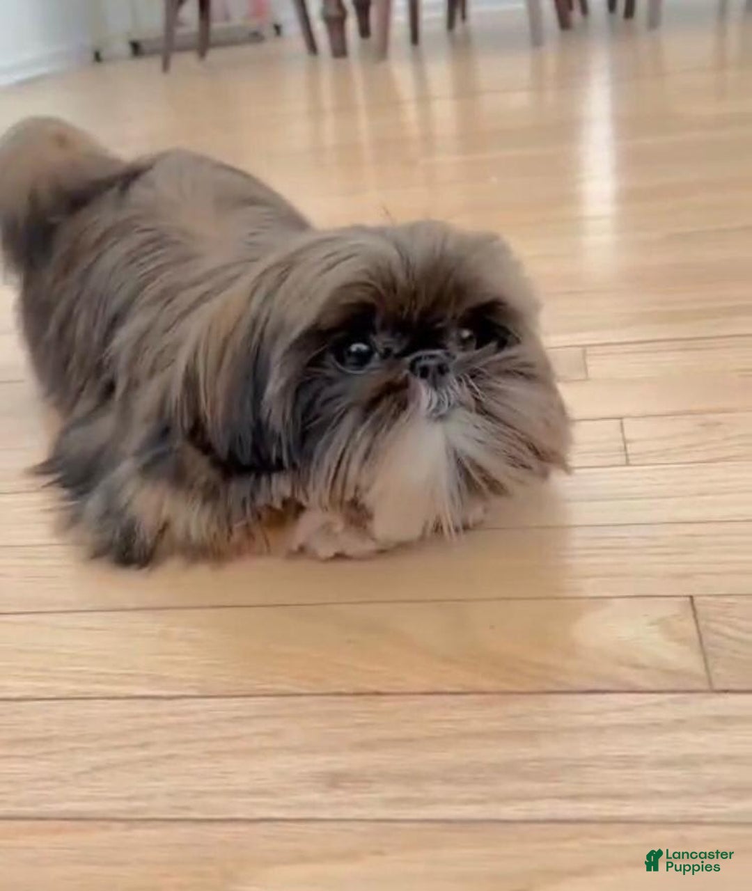Shih Tzu dogs for sale: Marty - Image 9