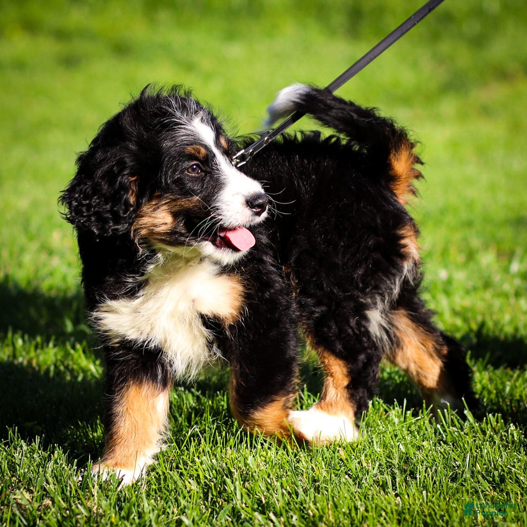 Mini Bernedoodle dogs for sale: Rue - Image 3