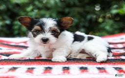 Yorkshire Terrier dogs for sale: Travis Teacup - Image 1
