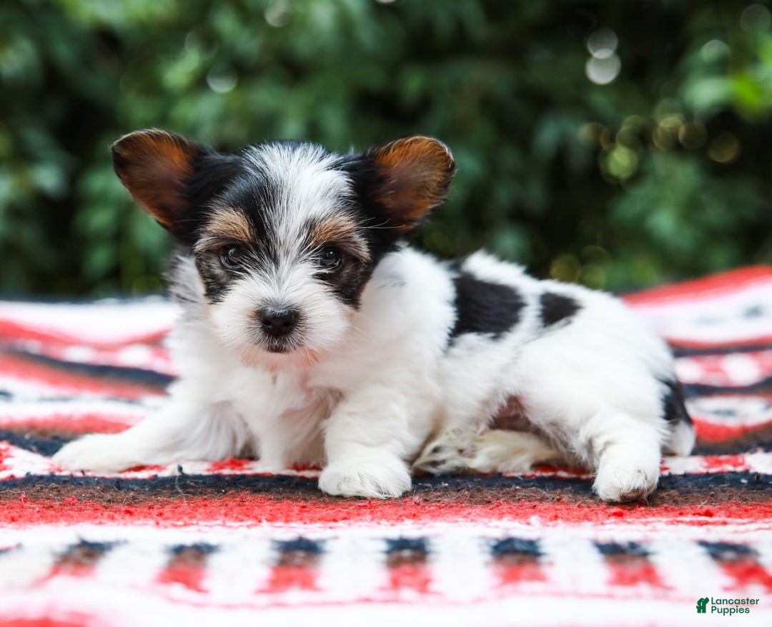 Yorkshire Terrier dogs for sale: Travis Teacup - Image 1