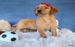 Labrador Retriever dogs for sale: Gus - Image 14