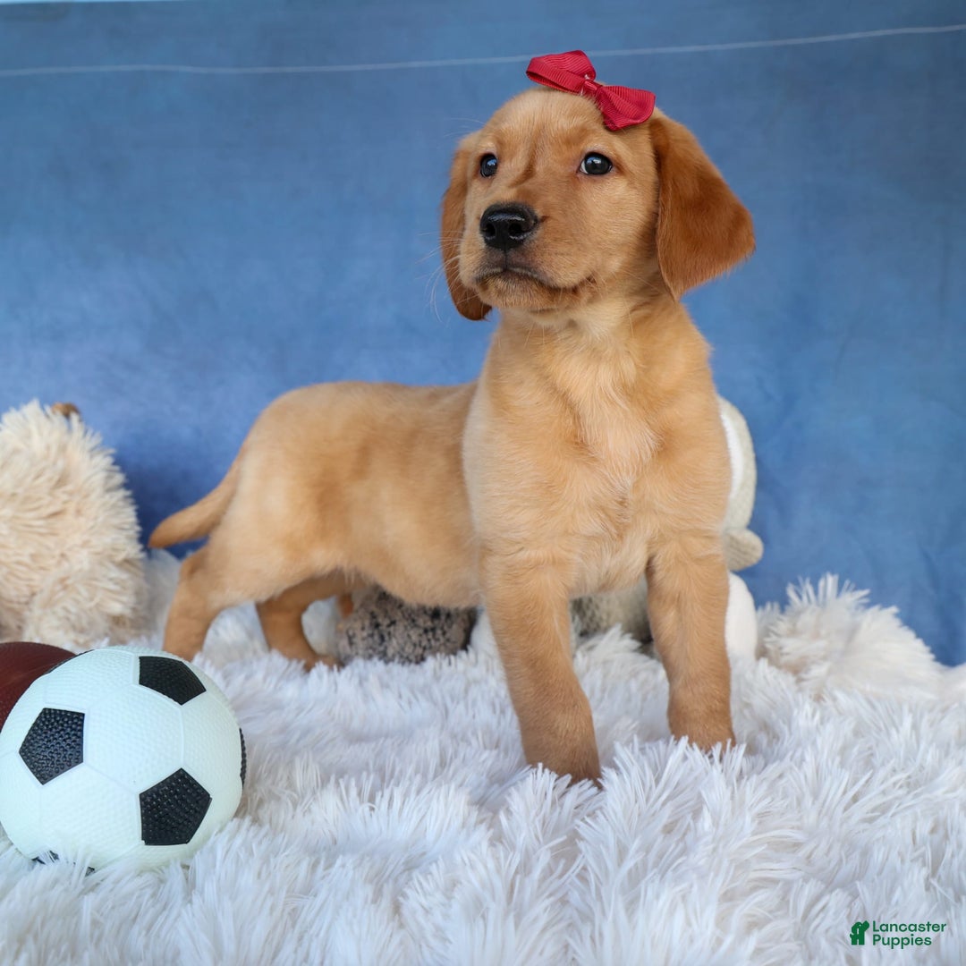 Labrador Retriever dogs for sale: Gus - Image 14