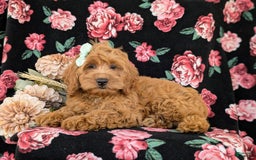 Cockapoo dogs for sale: Elisa - Image 13