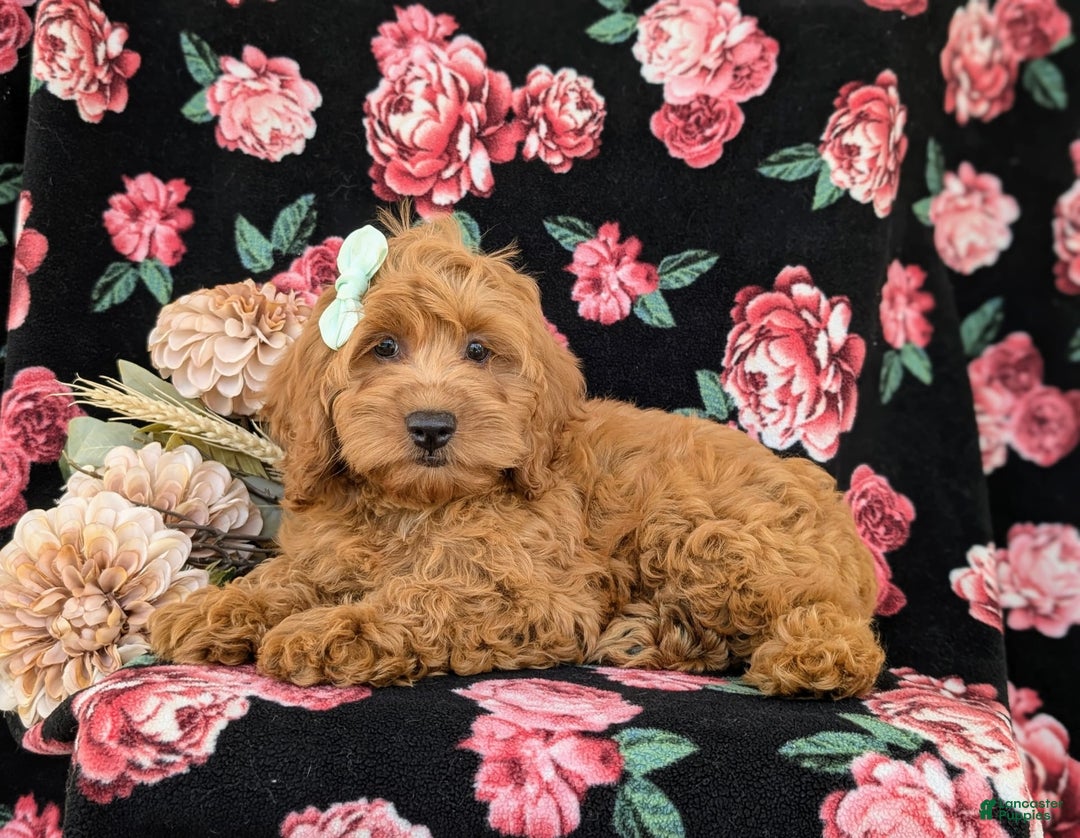 Cockapoo dogs for sale: Elisa - Image 13