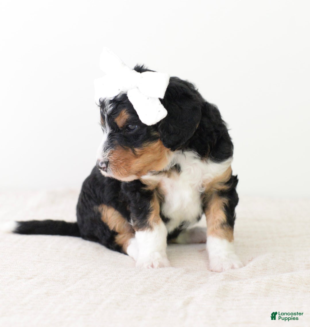 Bernedoodle dogs for sale: Reese- medium - Image 2