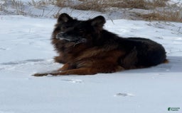 German Shepherd dogs for sale: Brown collar - Image 3