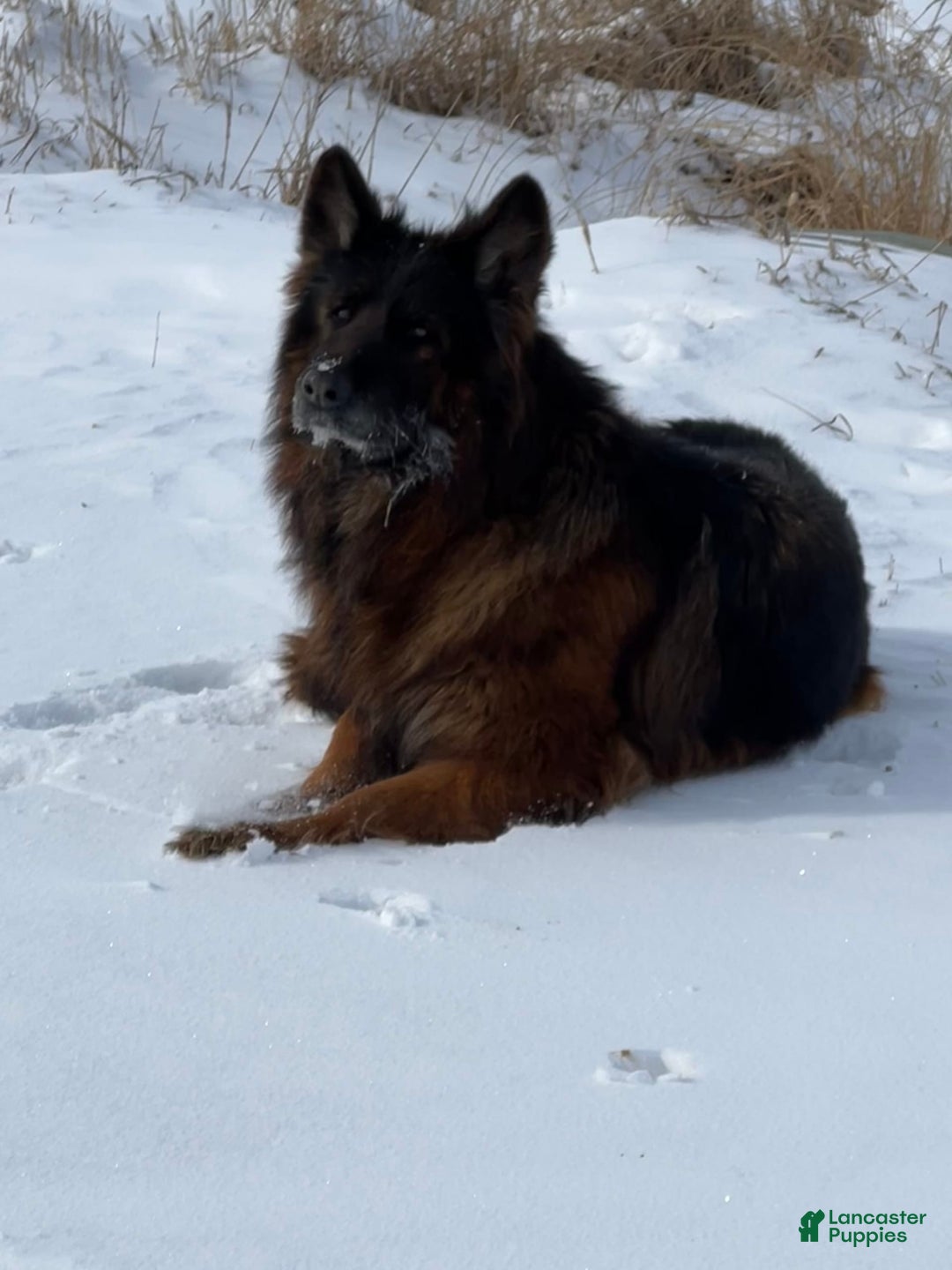 German Shepherd dogs for sale: Brown collar - Image 3