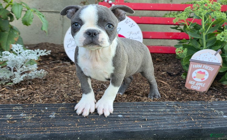 Boston Terrier dogs for sale - Ad 2