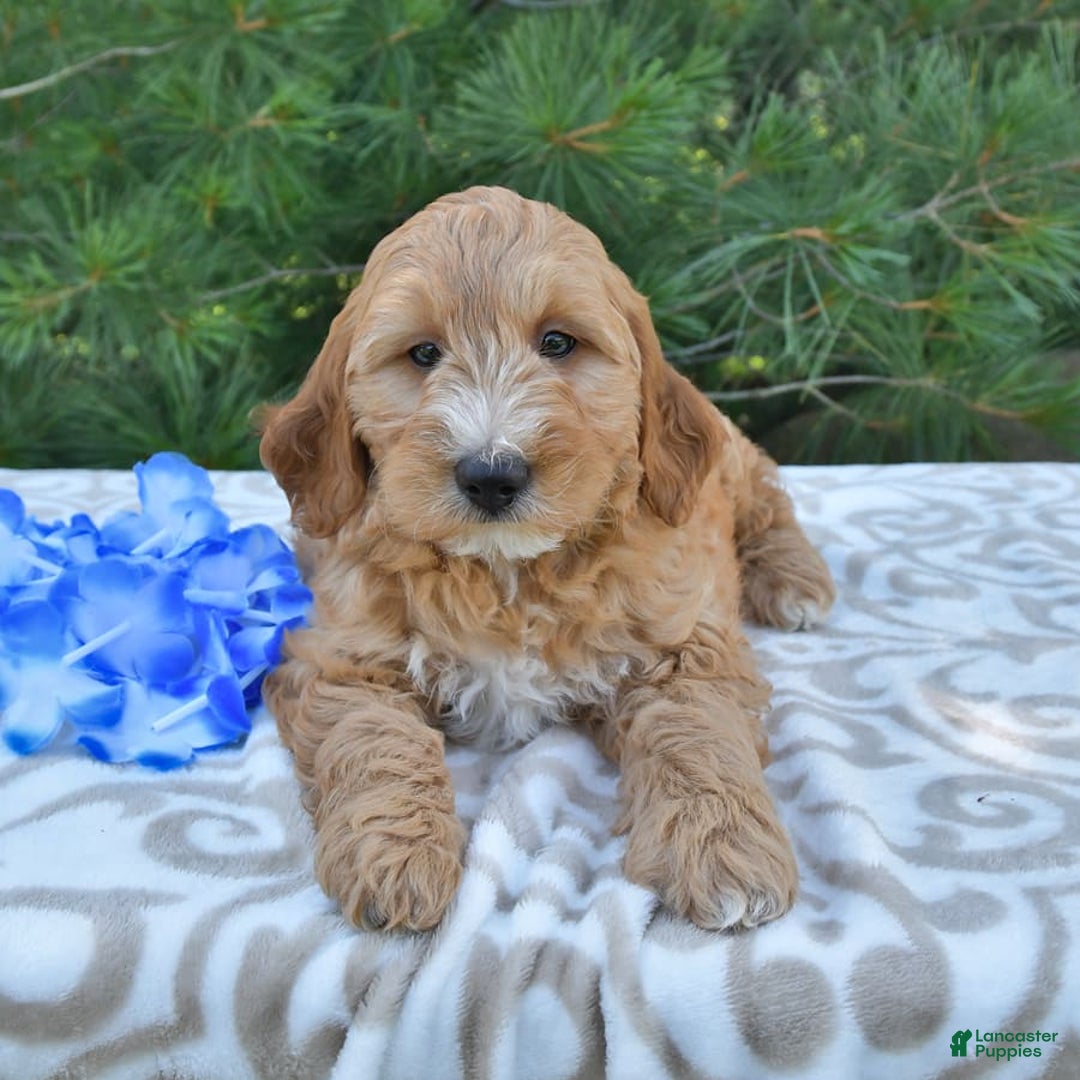 Mini Goldendoodle dogs for sale: Dancer - Image 14