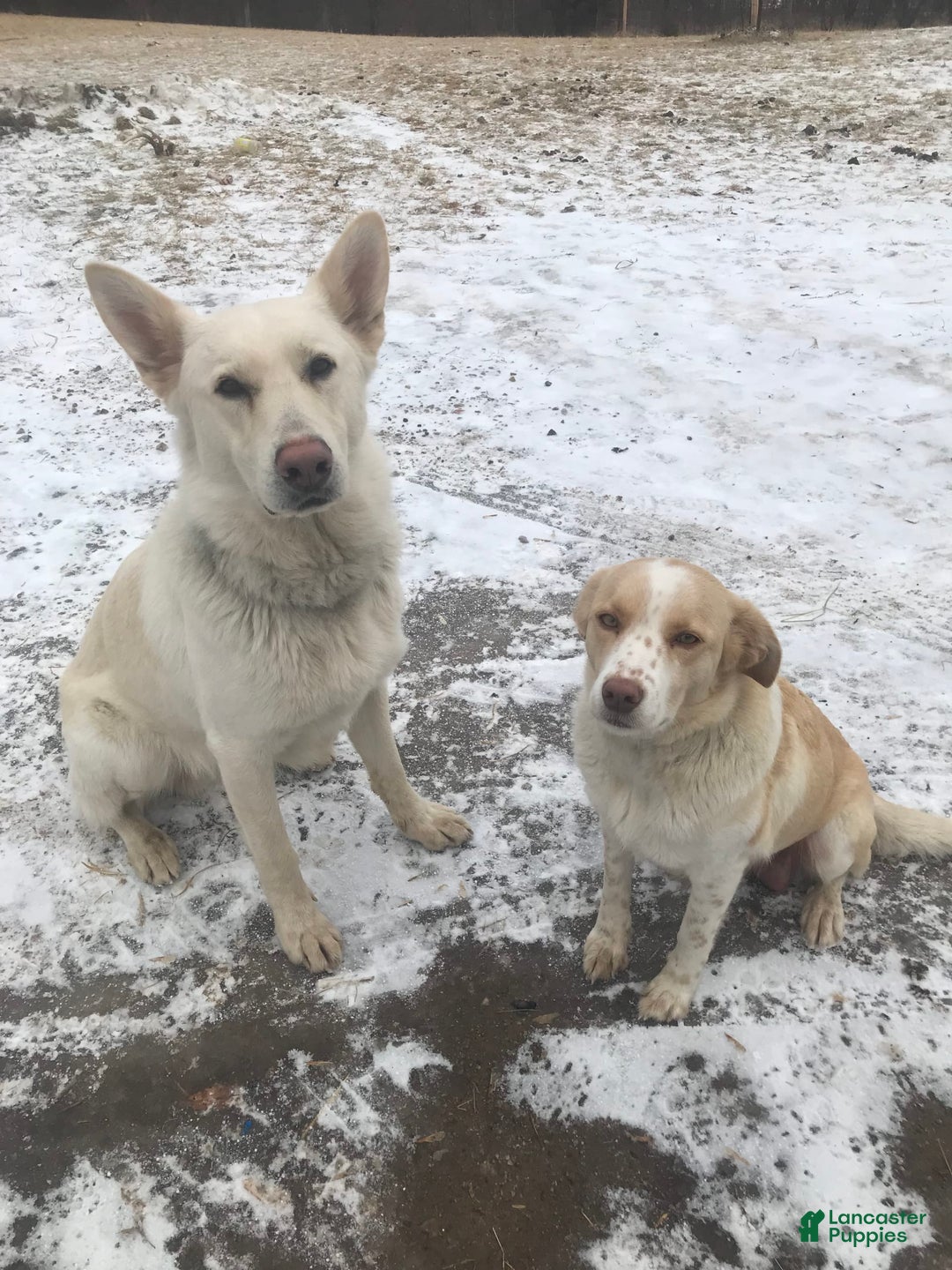 German Shepherd dogs for sale: Lobo - Image 5