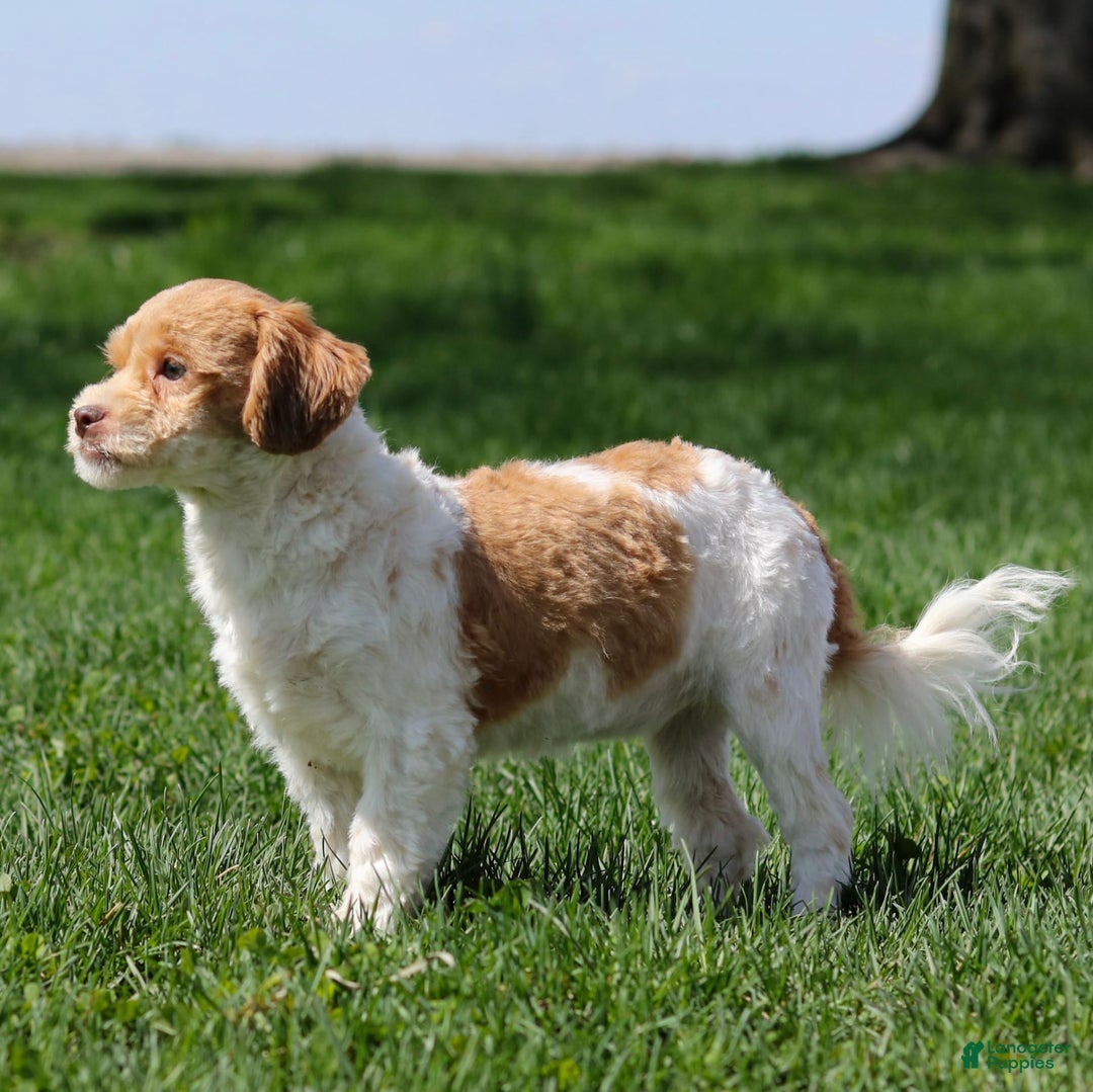 Shihpoo dogs for sale: Amy - Image 6