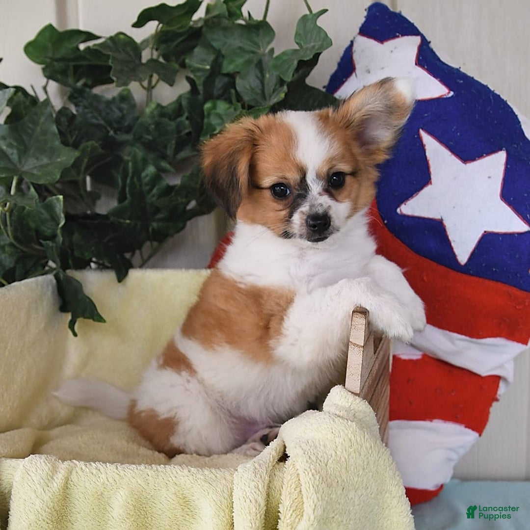 Papillon dogs for sale: Alex - Image 3