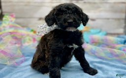 Standard Poodle dogs for sale: Gypsy - Image 2