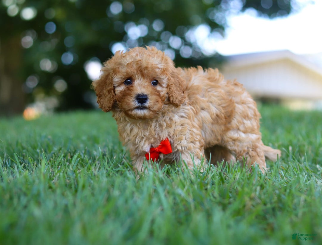 Cavapoo dogs for sale: Teddy - Image 3