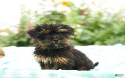 Morkie dogs for sale: Ginger - Image 4