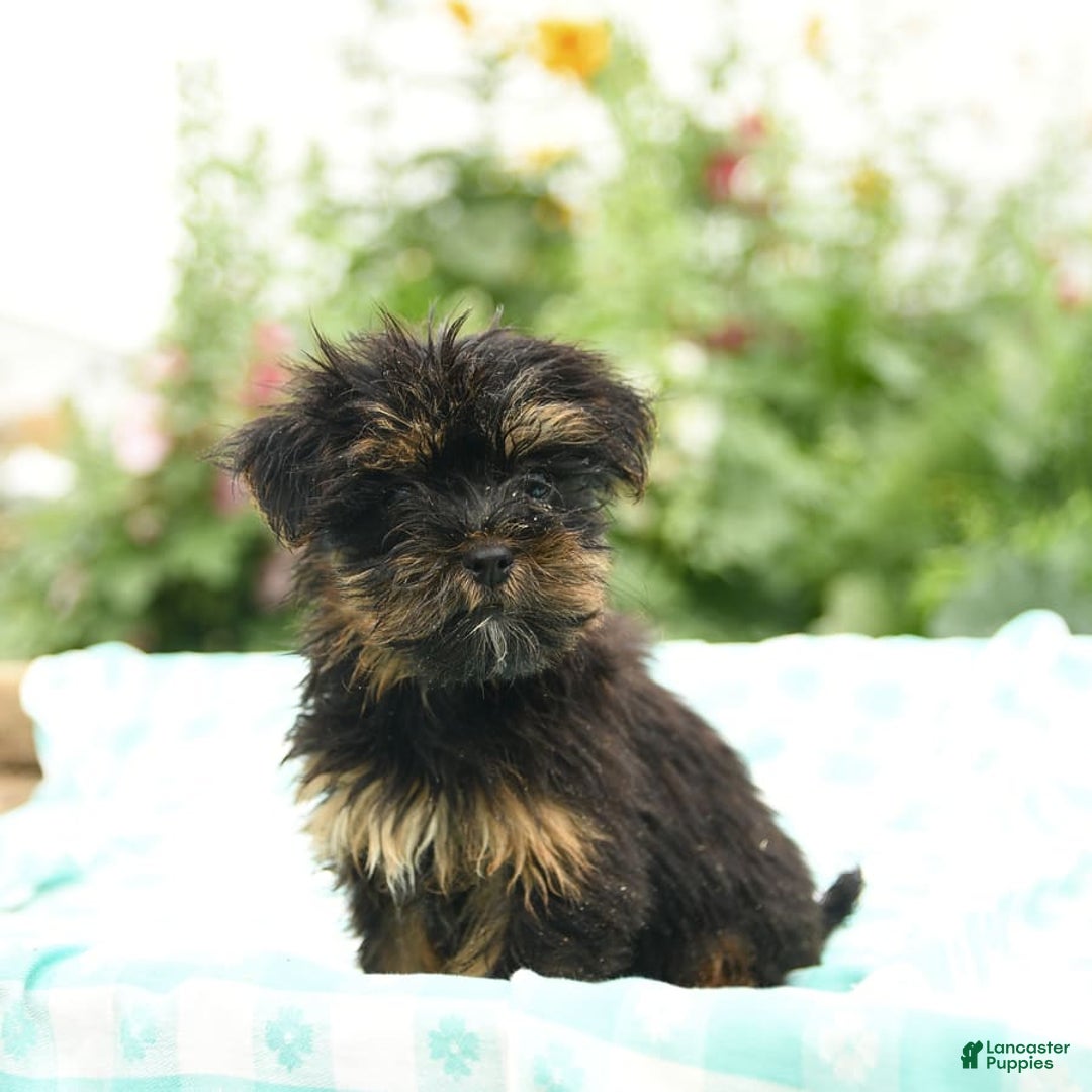 Morkie dogs for sale: Ginger - Image 4