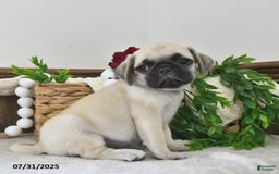 Puggle dogs for sale: Stardust - Image 5