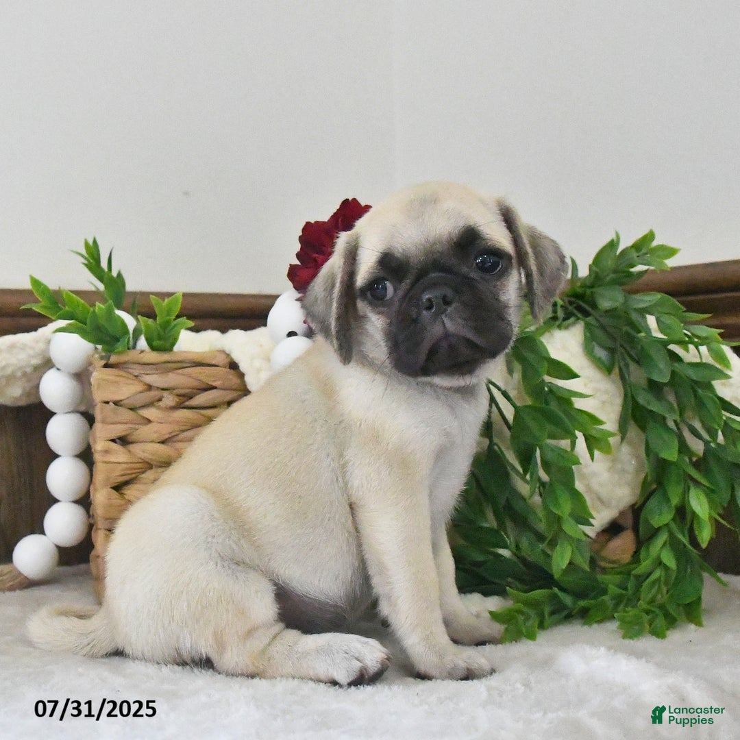 Puggle dogs for sale: Stardust - Image 5