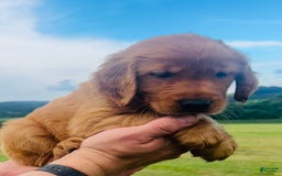 Golden Retriever dogs for sale: Rascal - Image 6