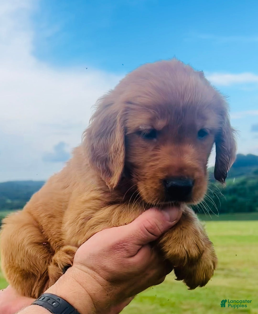 Golden Retriever dogs for sale: Rascal - Image 6