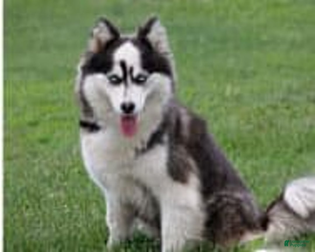 Pomsky dogs for stud: Zion Bartholomew - Image 5