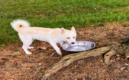 Pomsky dogs for sale: Aden - Image 12