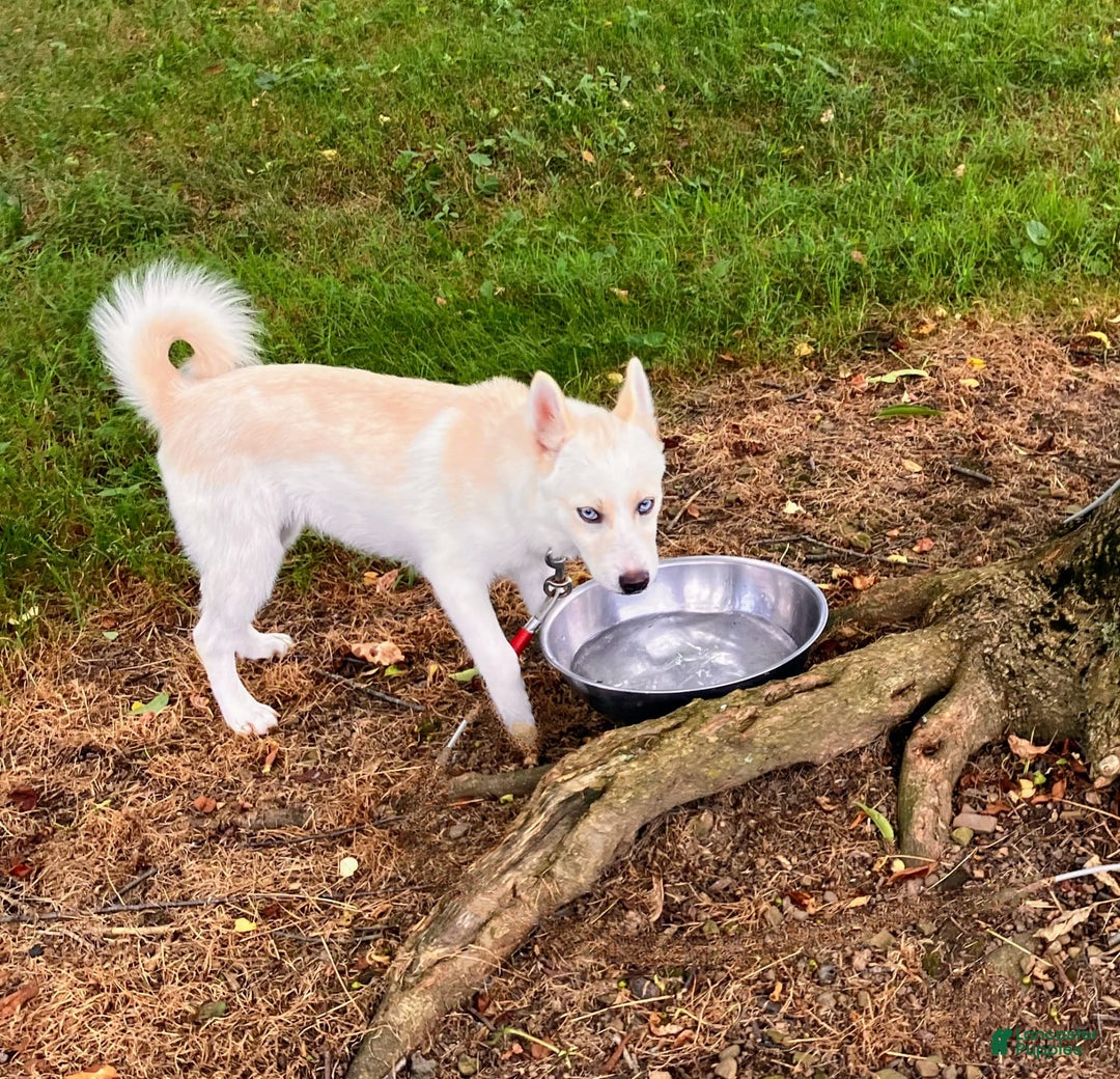 Pomsky dogs for sale: Aden - Image 12