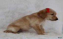 Labrador Retriever dogs for sale: Lily - Image 2