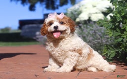 Cavapoo dogs for sale: Ellie - Image 3