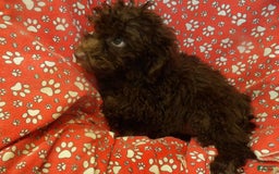 Aussiedoodle dogs for sale: CHOCOLATE - Image 3