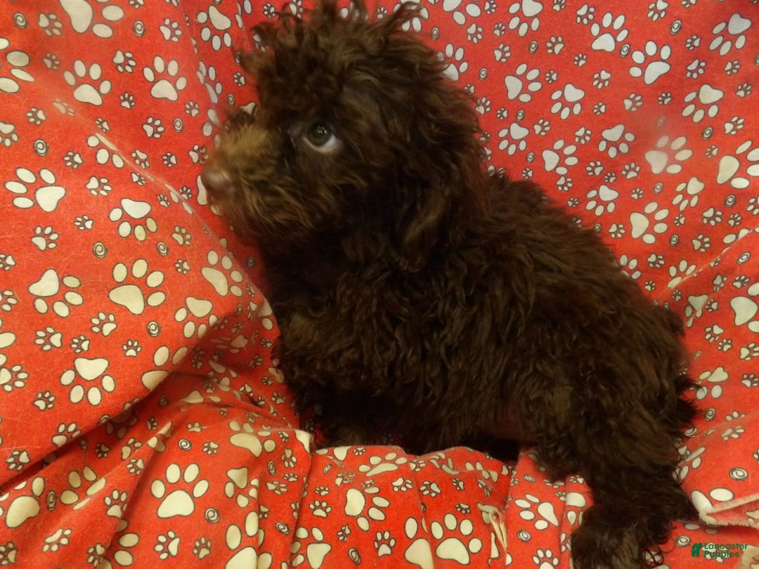 Aussiedoodle dogs for sale: CHOCOLATE - Image 3