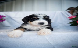 Bernedoodle dogs for sale: Joker - Image 13