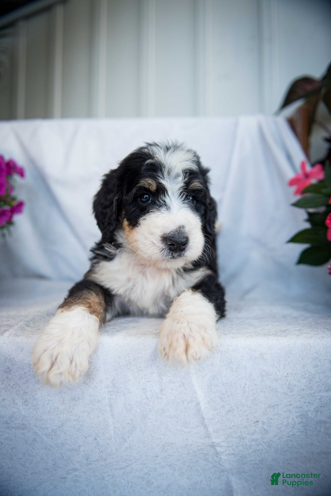 Bernedoodle dogs for sale: Joker - Image 13