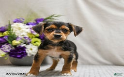 Jack Russell Terrier dogs for sale: Reggie - Image 1