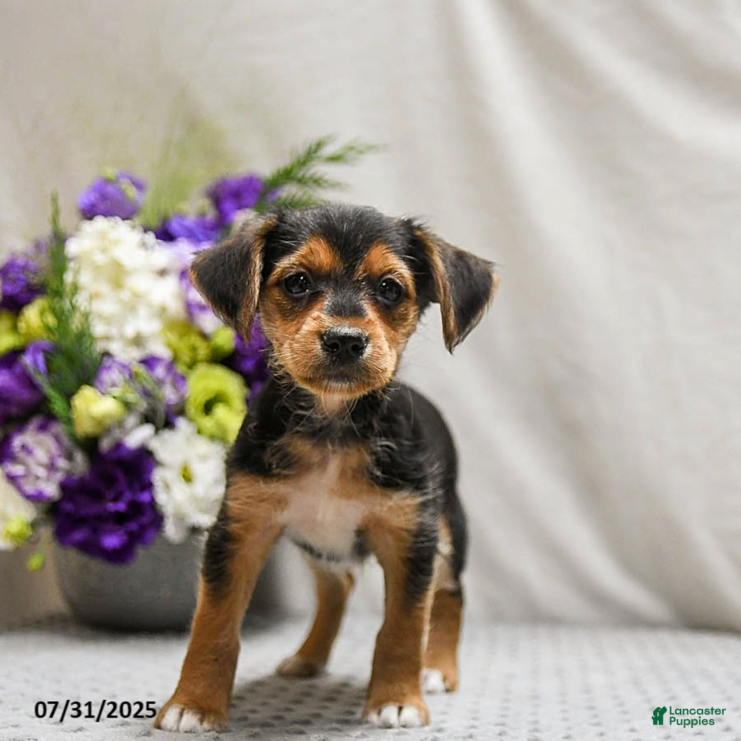Jack Russell Terrier dogs for sale: Reggie - Image 1