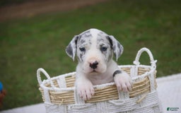 Great Dane dogs for sale: Joujou - Image 1