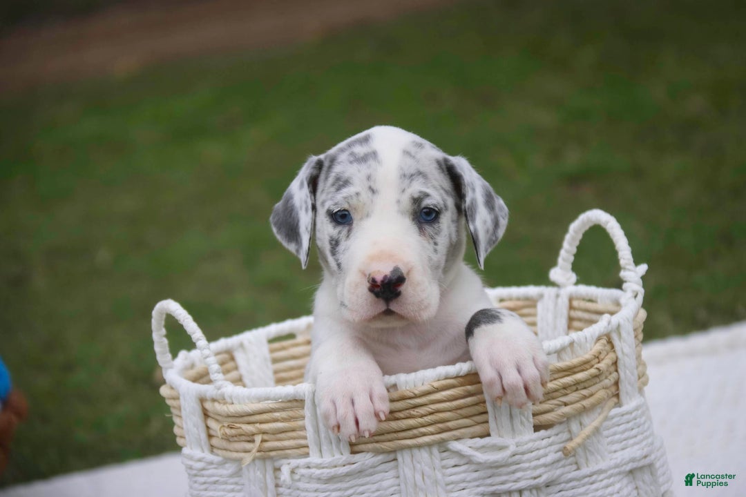 Great Dane dogs for sale: Joujou - Image 1