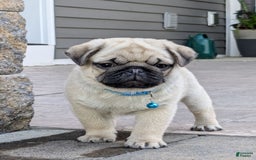 Pug dogs for sale: Bluebell - Image 7
