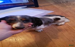 Miniature Dachshund dogs for sale: Hershey - Image 3