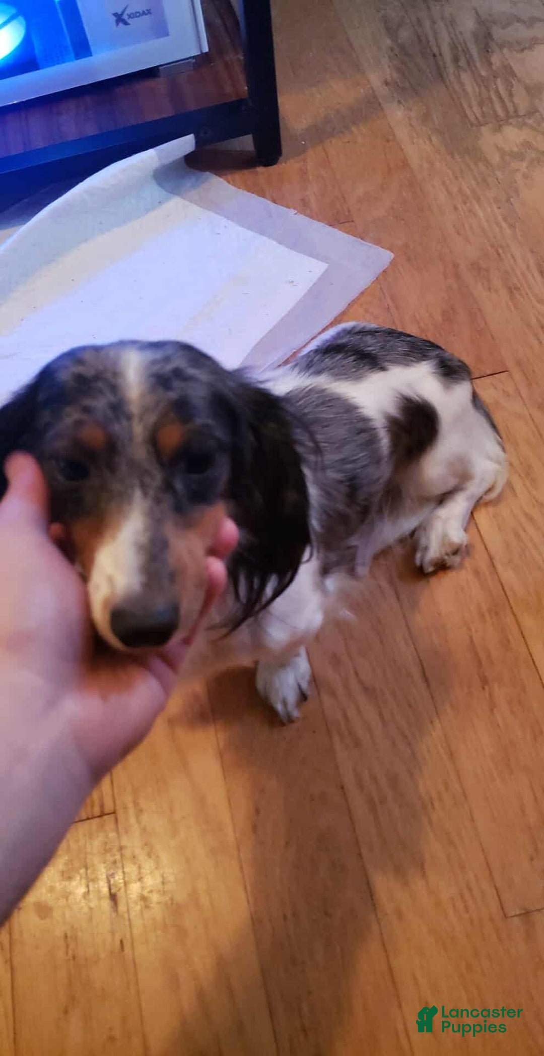 Miniature Dachshund dogs for sale: Hershey - Image 3