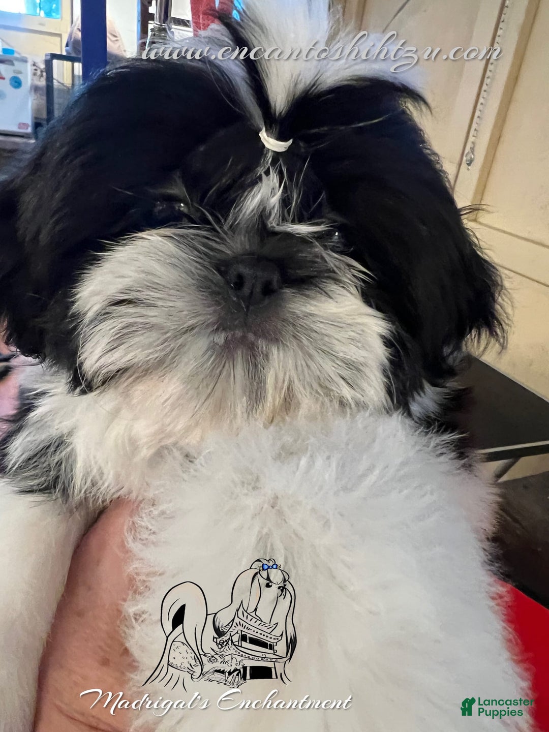 Shih Tzu dogs for sale: Spice - Image 1