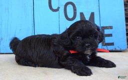 Shihpoo dogs for sale: Sammy - Image 8