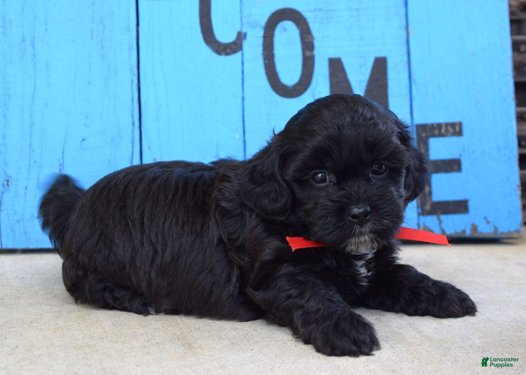 Shihpoo dogs for sale: Sammy - Image 8