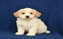 Shihpoo dogs for sale: Jim - Image 1